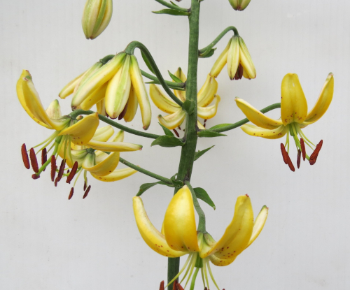 Yukon Gold Lily